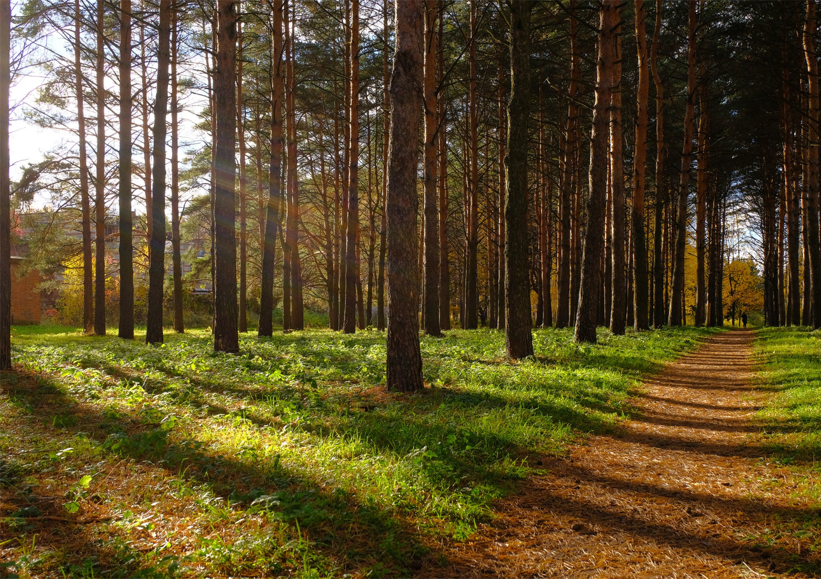 LIGHT TO LIFE – PHOTOSYNTHESIS: FROM EVOLUTION TO ENGINEERING <br /> <p></p> Harnessing Photosynthetic Diversity for Sustainability